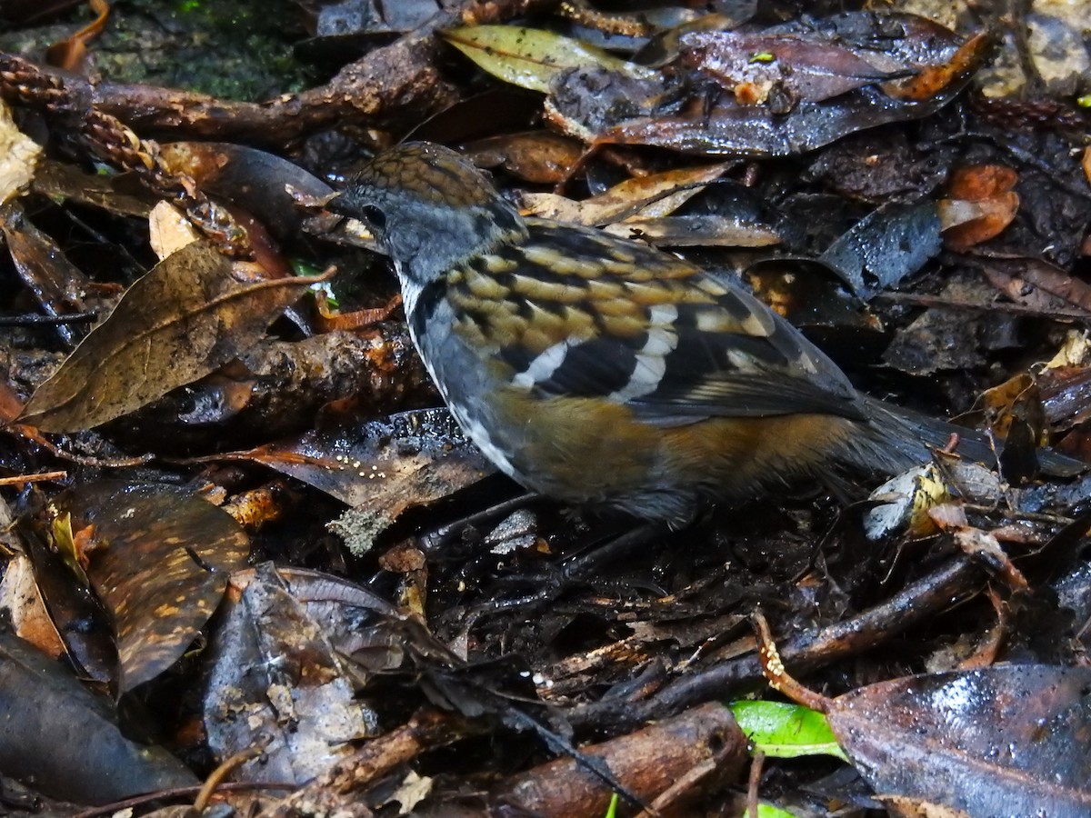 Australian Logrunner - ML620022440