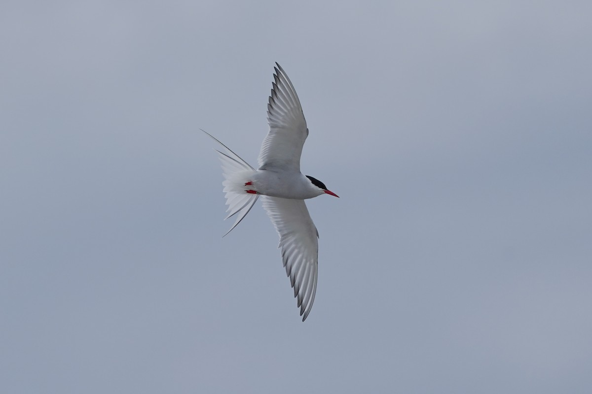 Arctic Tern - ML620022449
