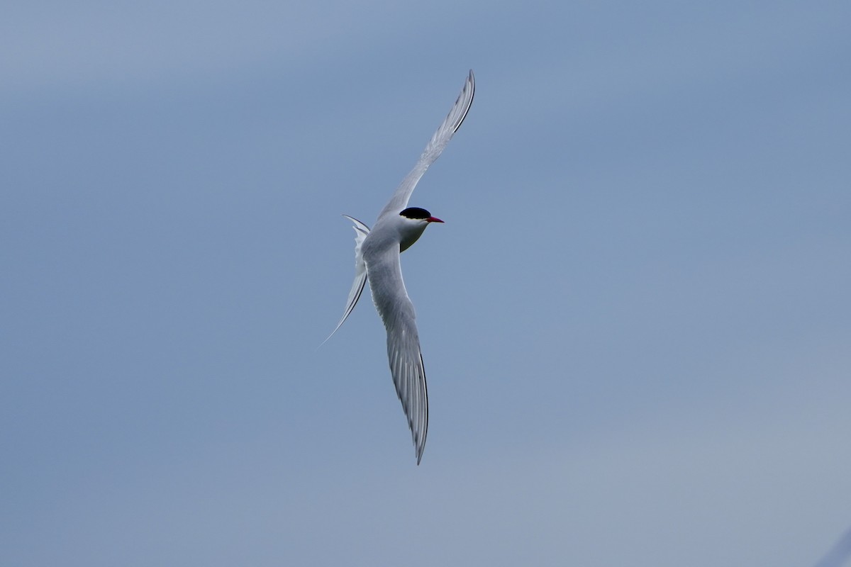 Arctic Tern - ML620022450