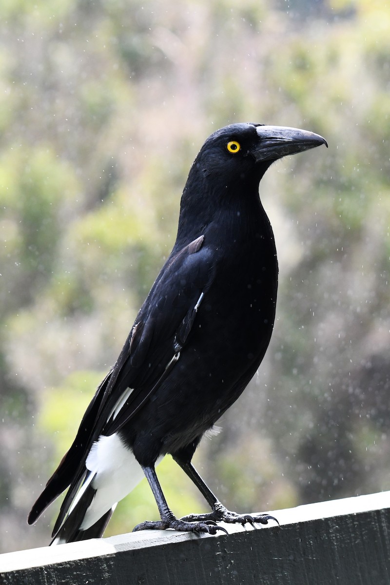 Pied Currawong - ML620022464
