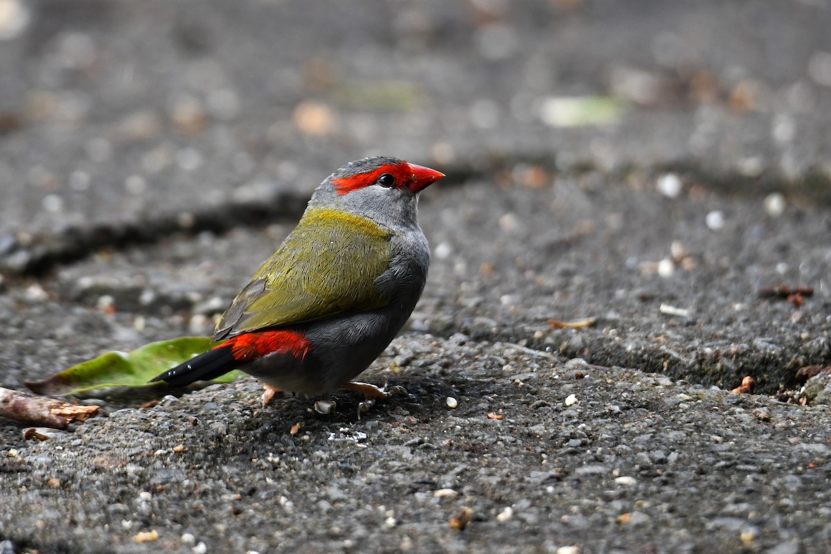 Red-browed Firetail - ML620022472