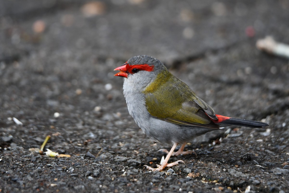 Red-browed Firetail - ML620022473