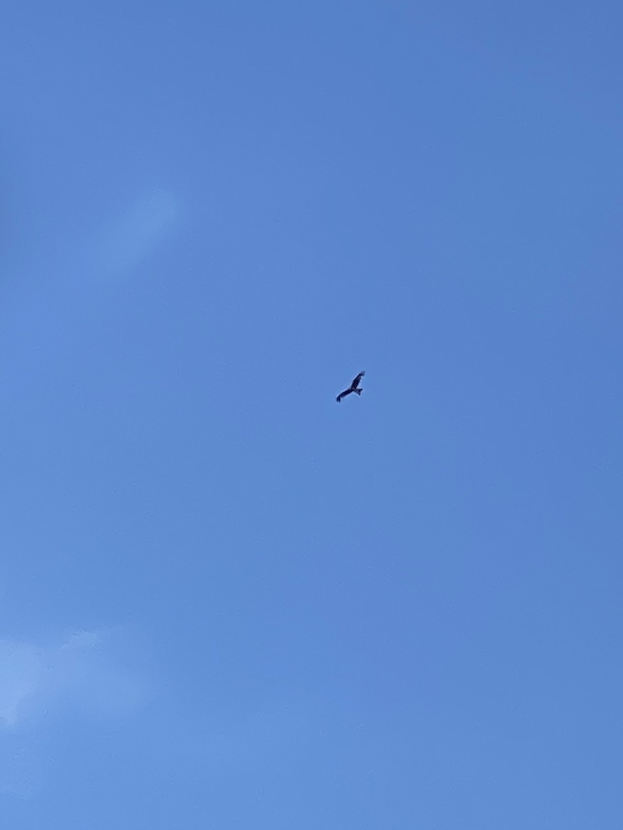 Red Kite - ML620022475