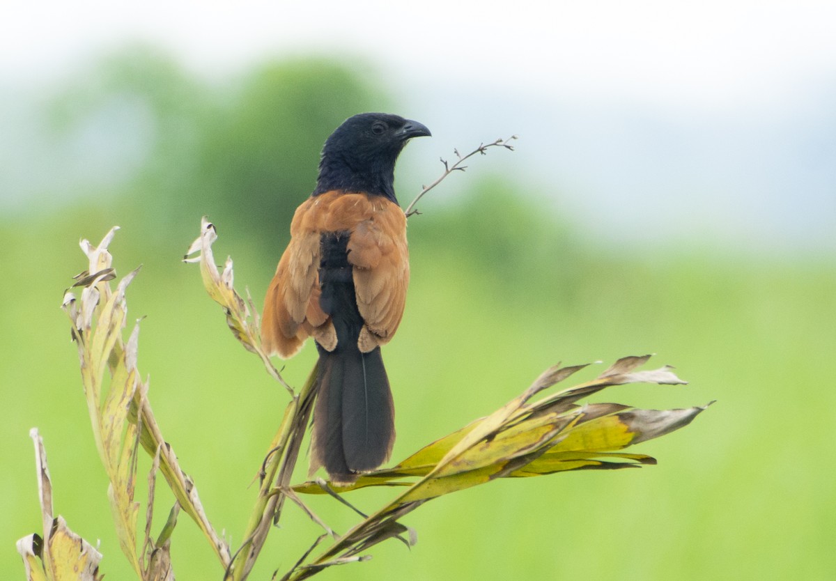 Lesser Coucal - ML620022487