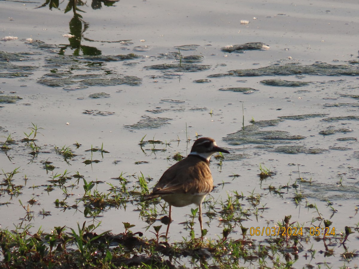 Killdeer - ML620022496