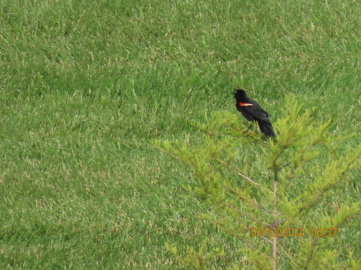 Red-winged Blackbird - ML620022546