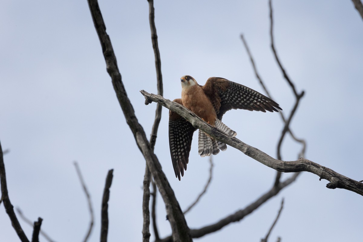 Red-footed Falcon - ML620022576