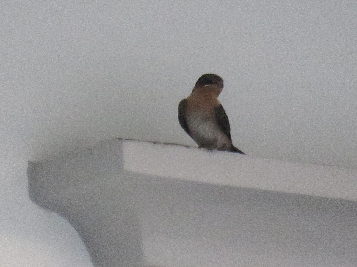 Pacific Swallow (Pacific) - ML620022620