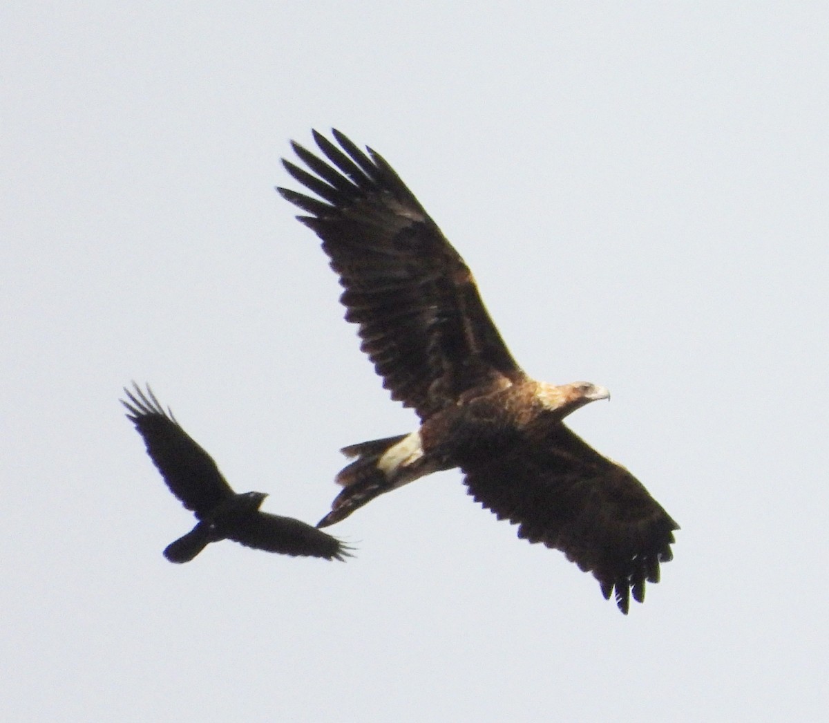 Wedge-tailed Eagle - ML620022623