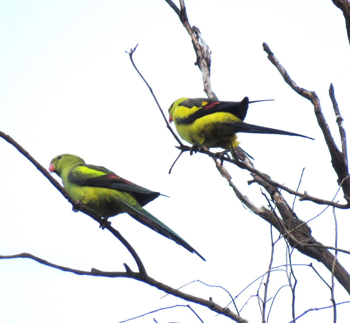 Regent Parrot - Catherine Hirsch