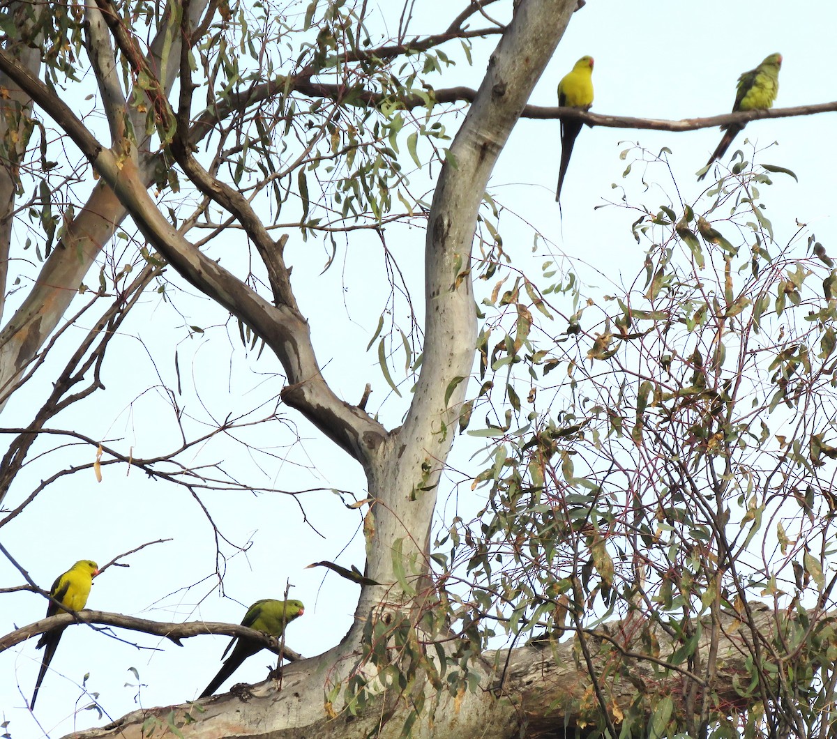 Regent Parrot - ML620022638