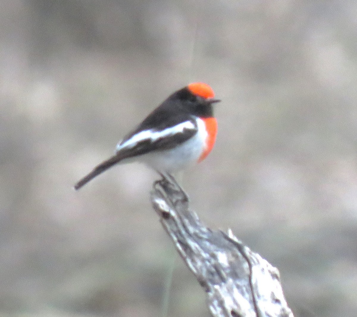 Red-capped Robin - ML620022640