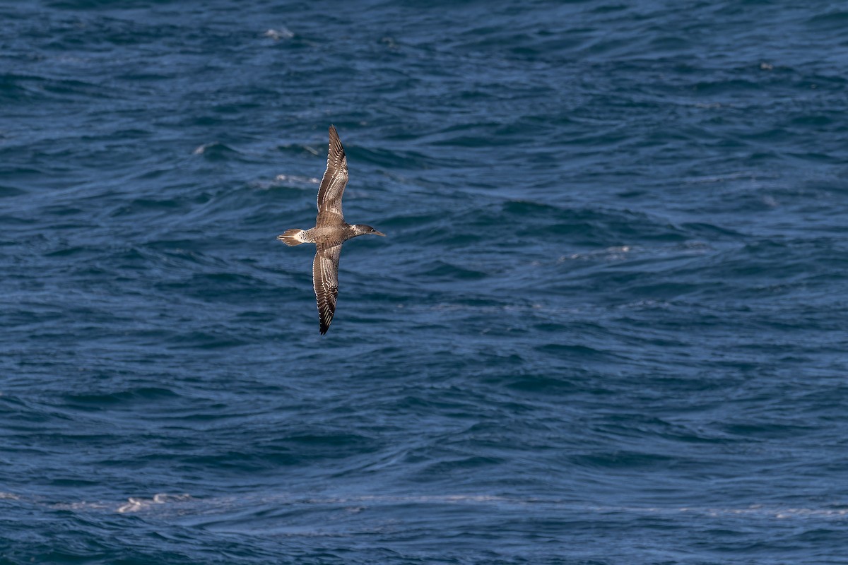 Australasian Gannet - ML620022654