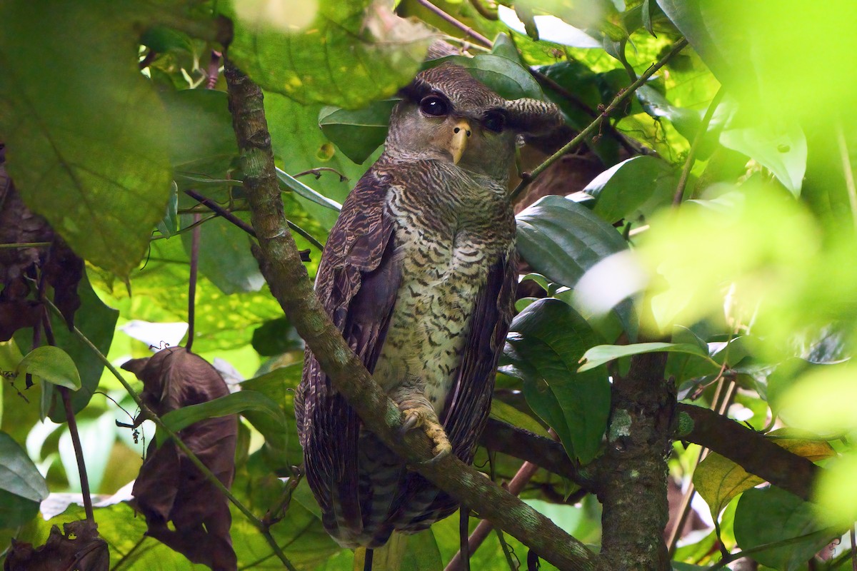 Barred Eagle-Owl - ML620022667