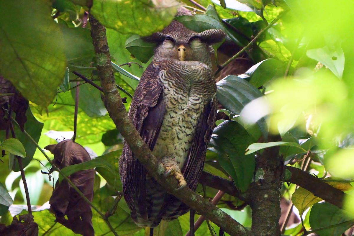Barred Eagle-Owl - ML620022668