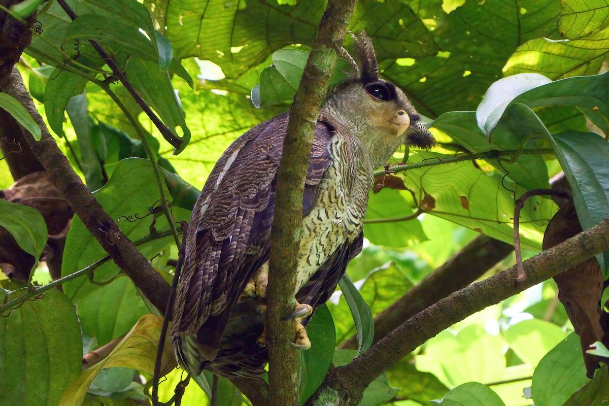 Barred Eagle-Owl - ML620022669