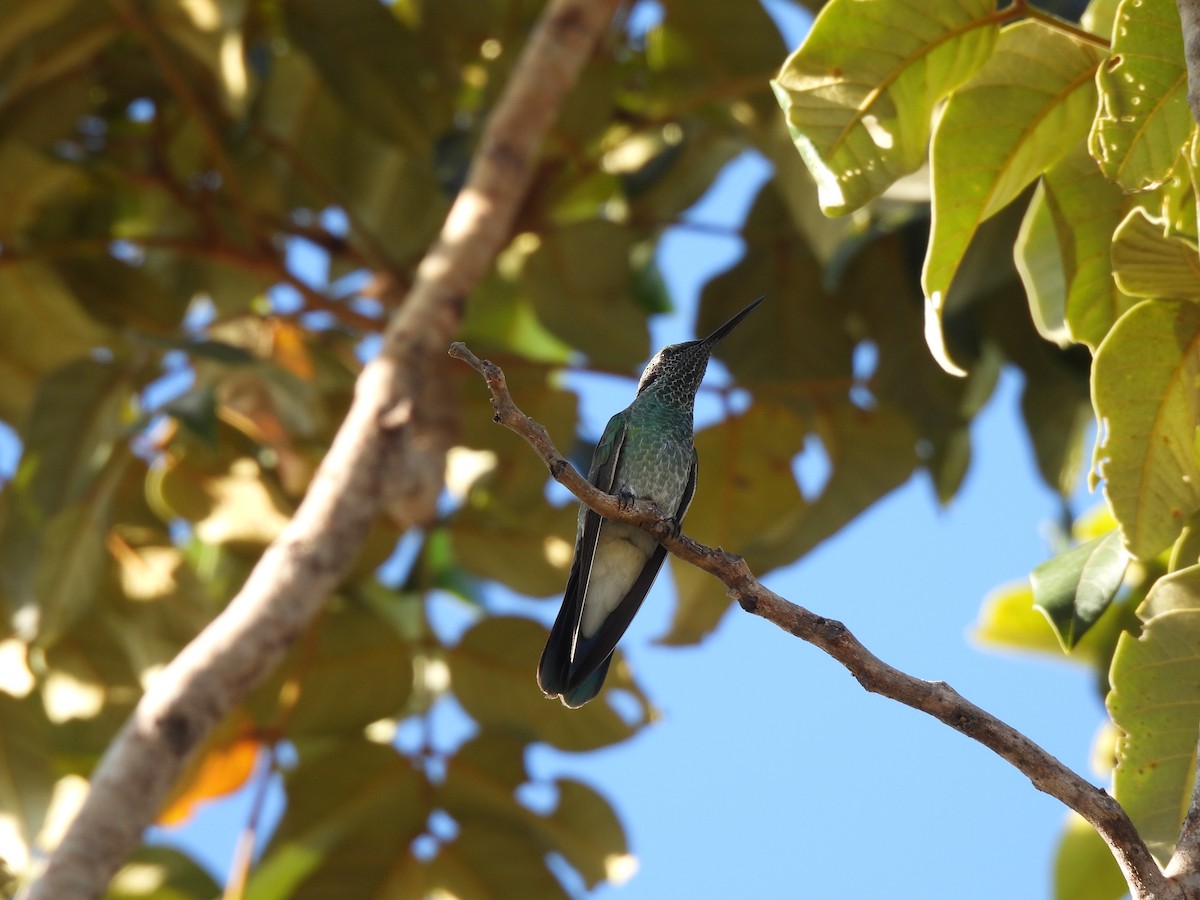 kolibřík ametystouchý - ML620022693