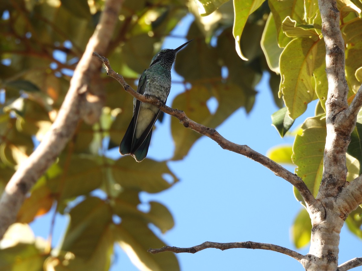 kolibřík ametystouchý - ML620022694