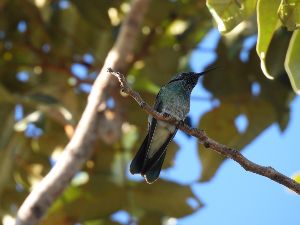 kolibřík ametystouchý - ML620022695