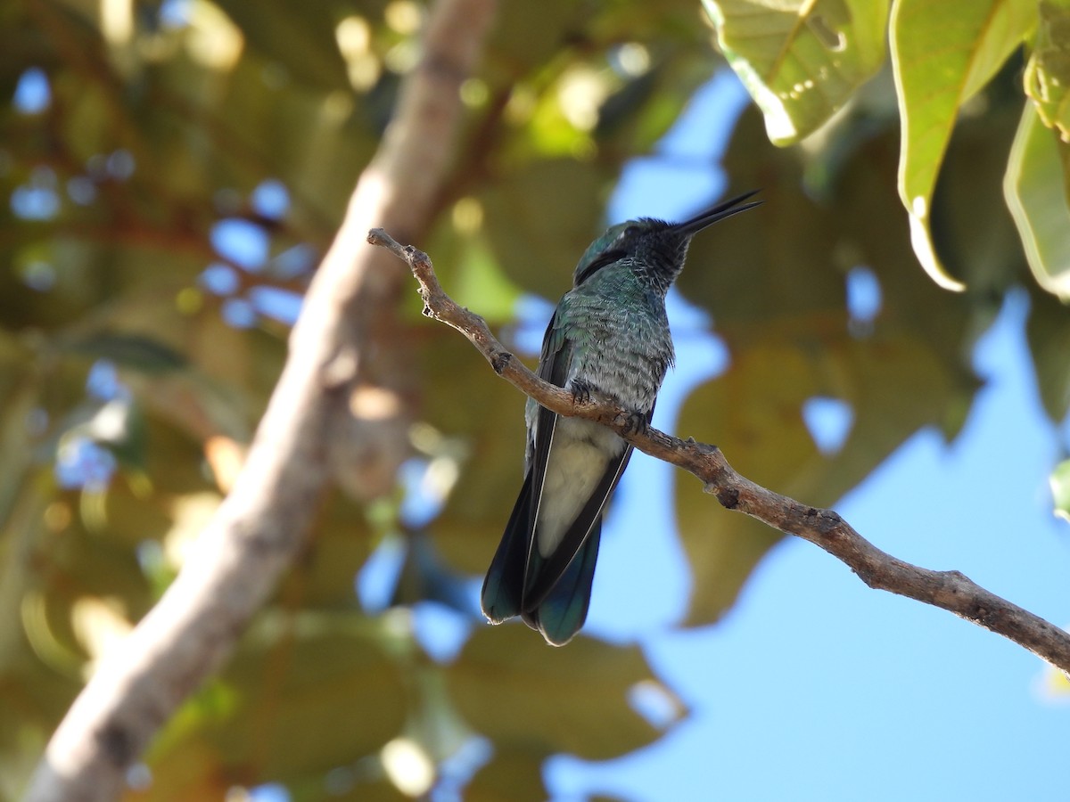 kolibřík ametystouchý - ML620022696
