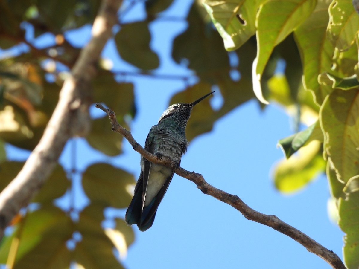 kolibřík ametystouchý - ML620022698