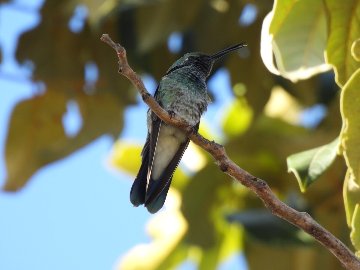 kolibřík ametystouchý - ML620022699