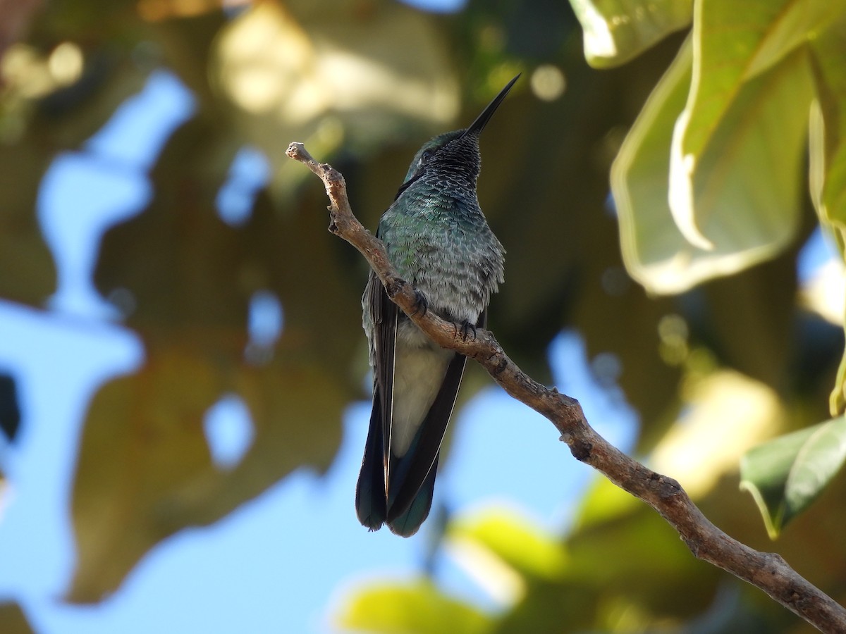 kolibřík ametystouchý - ML620022700