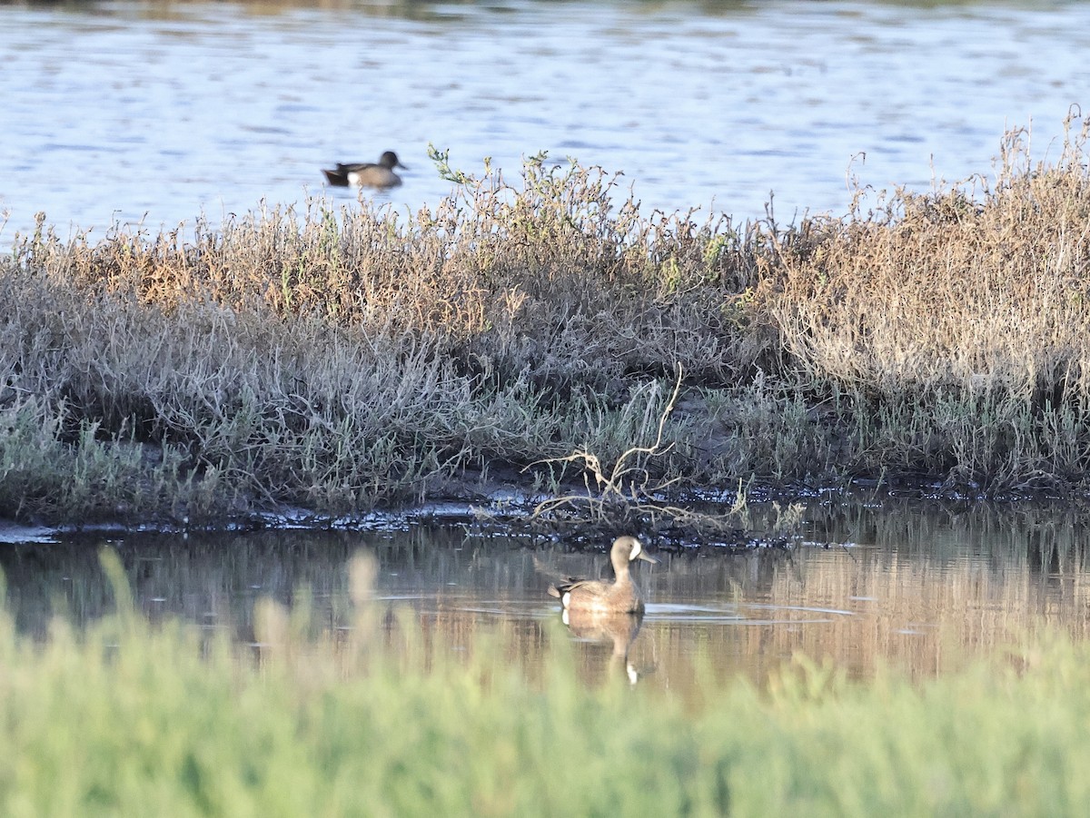 Blue-winged Teal - ML620022701