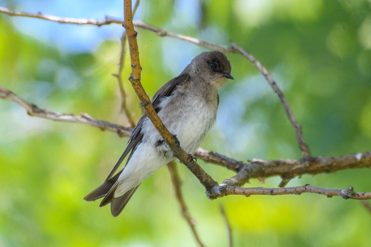 Northern Rough-winged Swallow - ML620022705