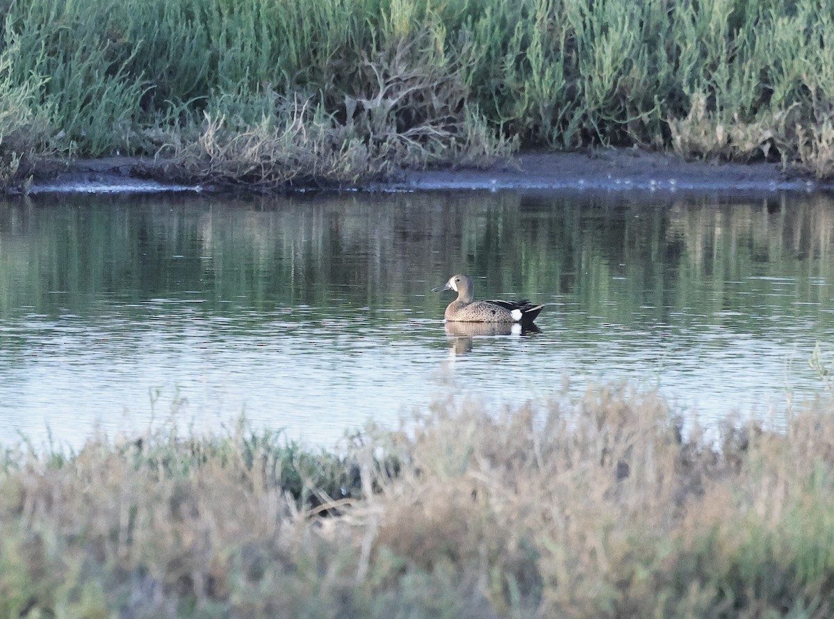 Blue-winged Teal - ML620022708