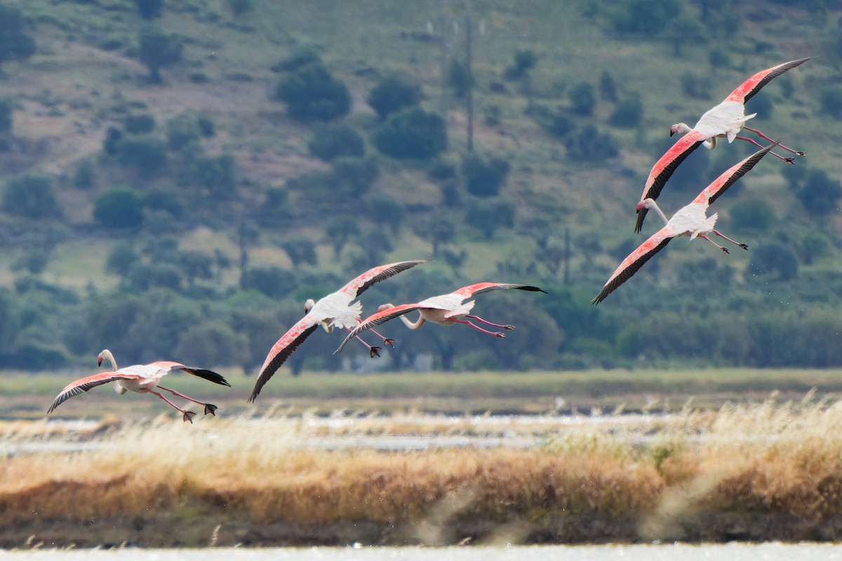 Greater Flamingo - ML620022715