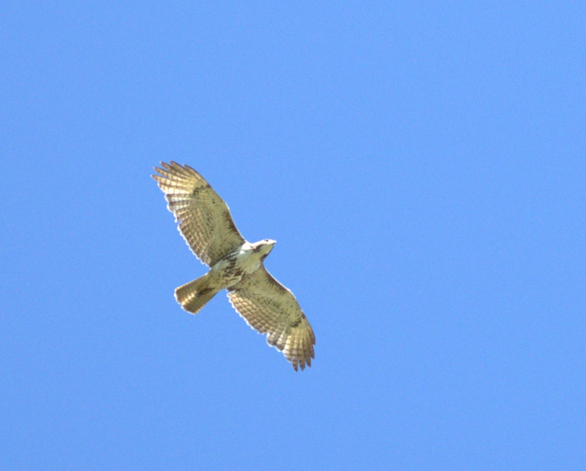 Red-tailed Hawk - ML620022719