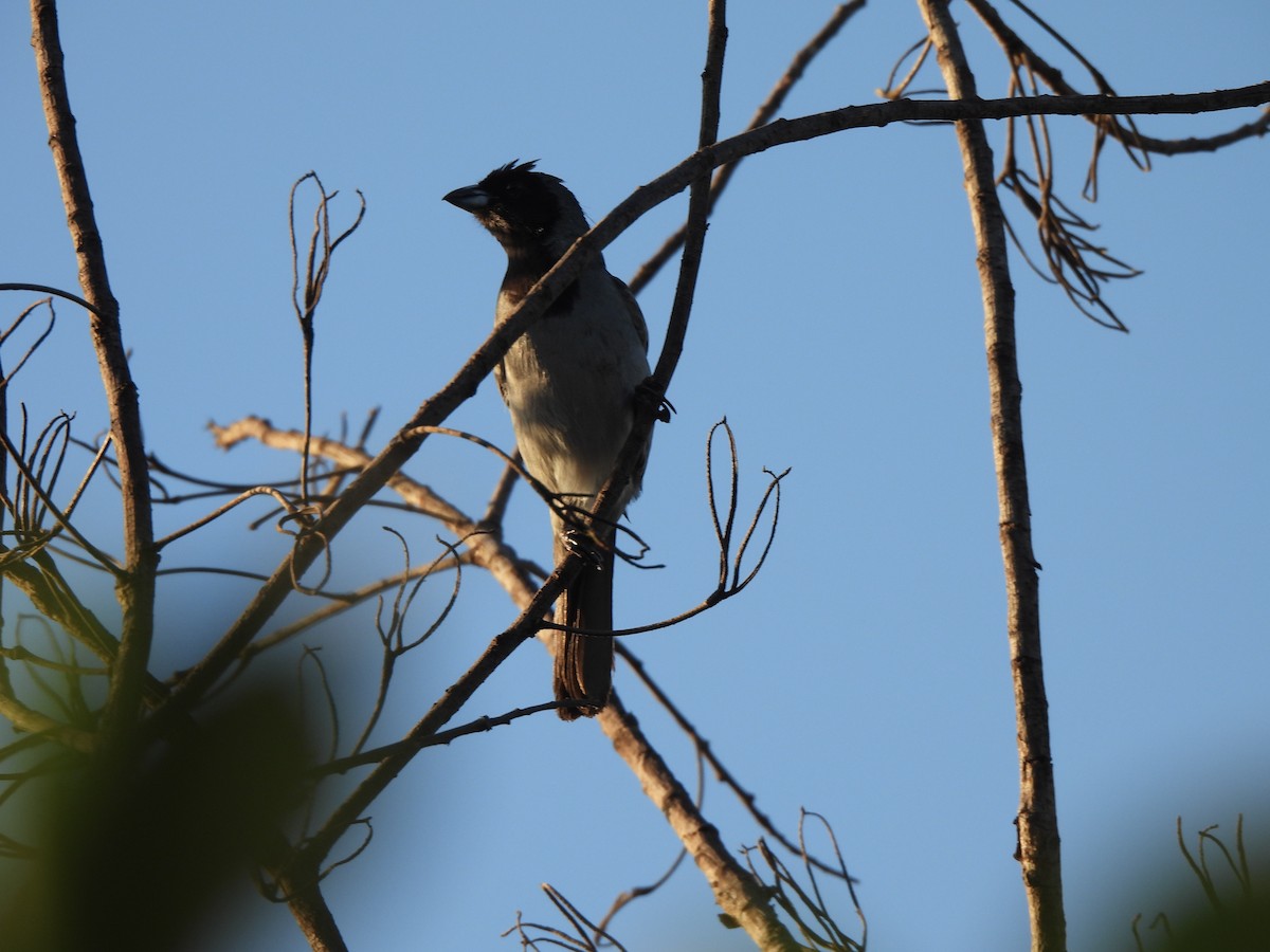 Black-faced Tanager - ML620022720