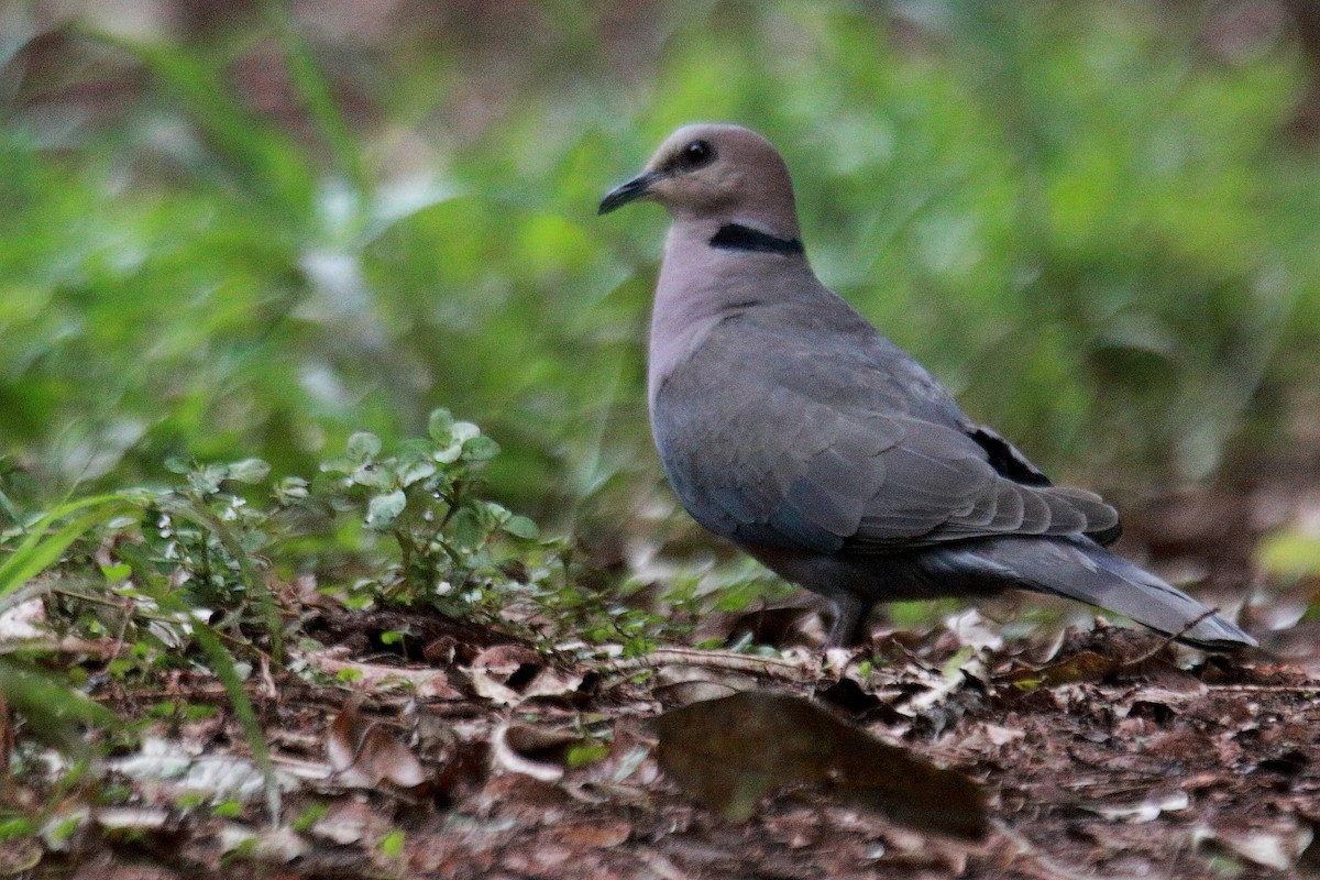 Red-eyed Dove - ML620022725