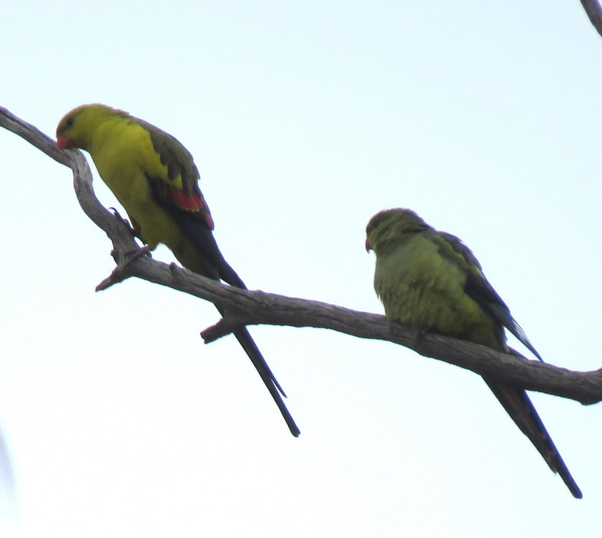 Regent Parrot - ML620022731