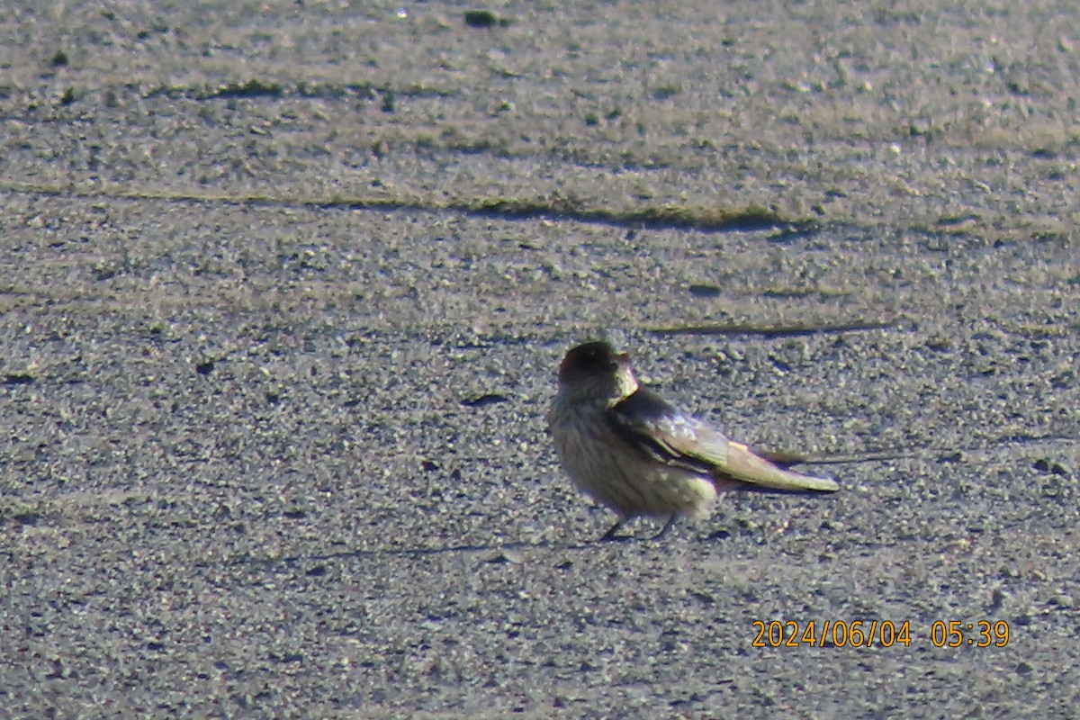 Red-rumped Swallow - ML620022739