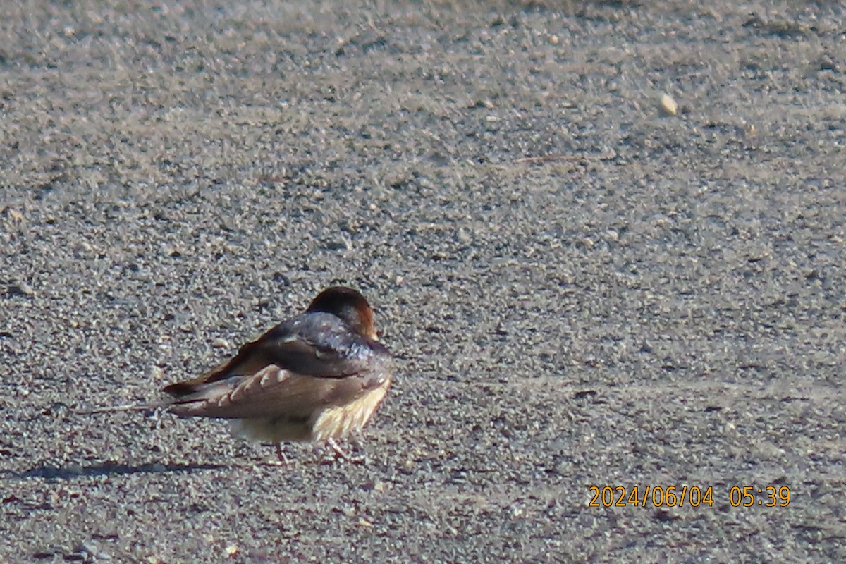 Red-rumped Swallow - ML620022740