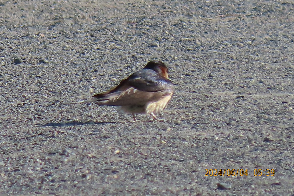 Red-rumped Swallow - ML620022741