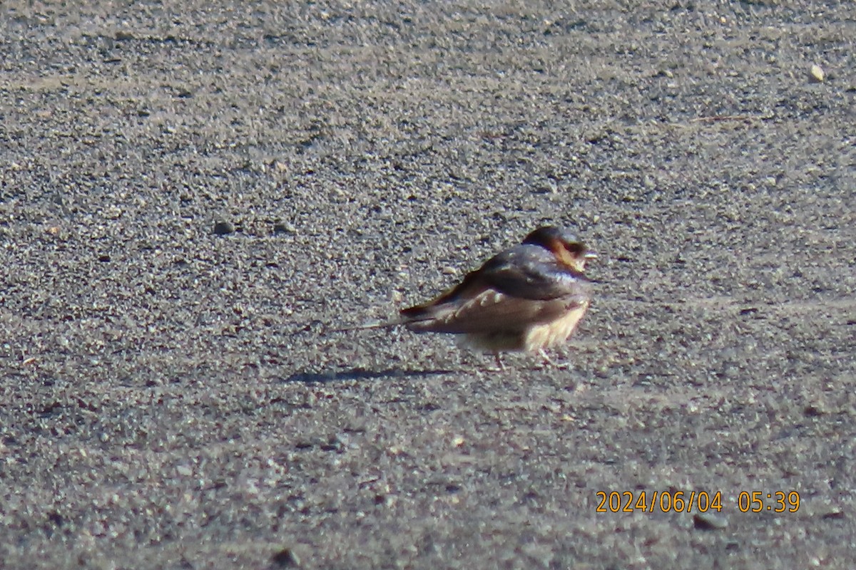 Red-rumped Swallow - ML620022742