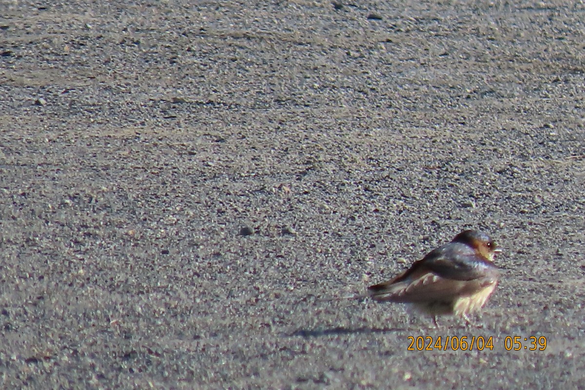 Red-rumped Swallow - ML620022743