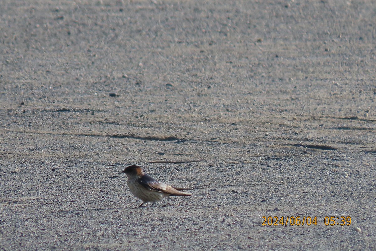 Red-rumped Swallow - ML620022744