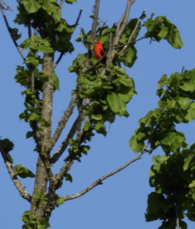 Scarlet Tanager - ML620022763