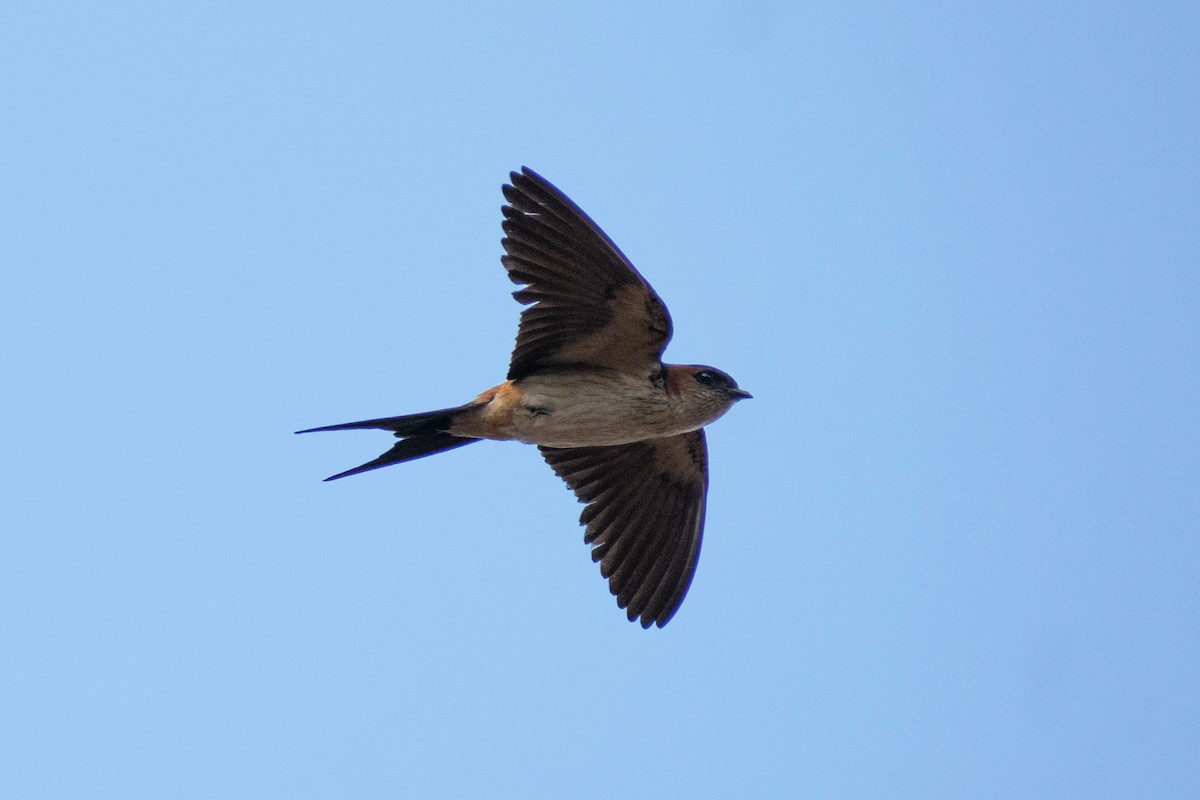 Red-rumped Swallow - ML620022764