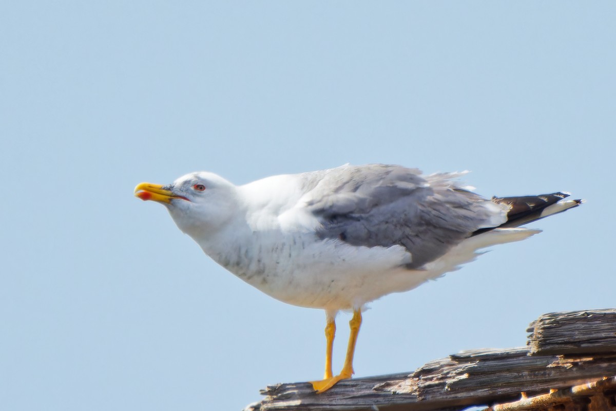 Yellow-legged Gull - ML620022799