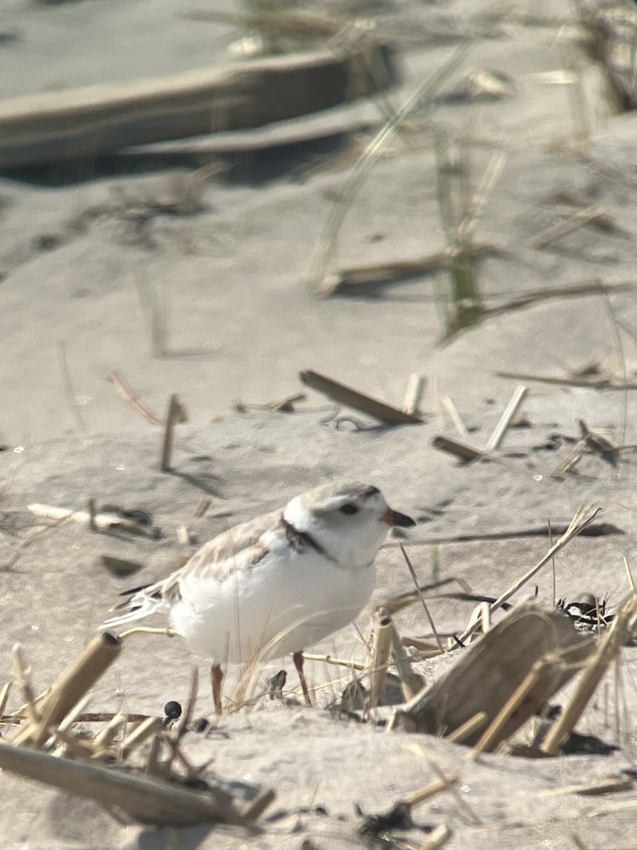 Piping Plover - ML620022807