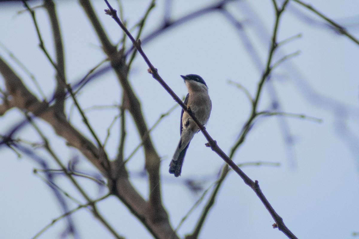 Bar-winged Flycatcher-shrike - ML620022811