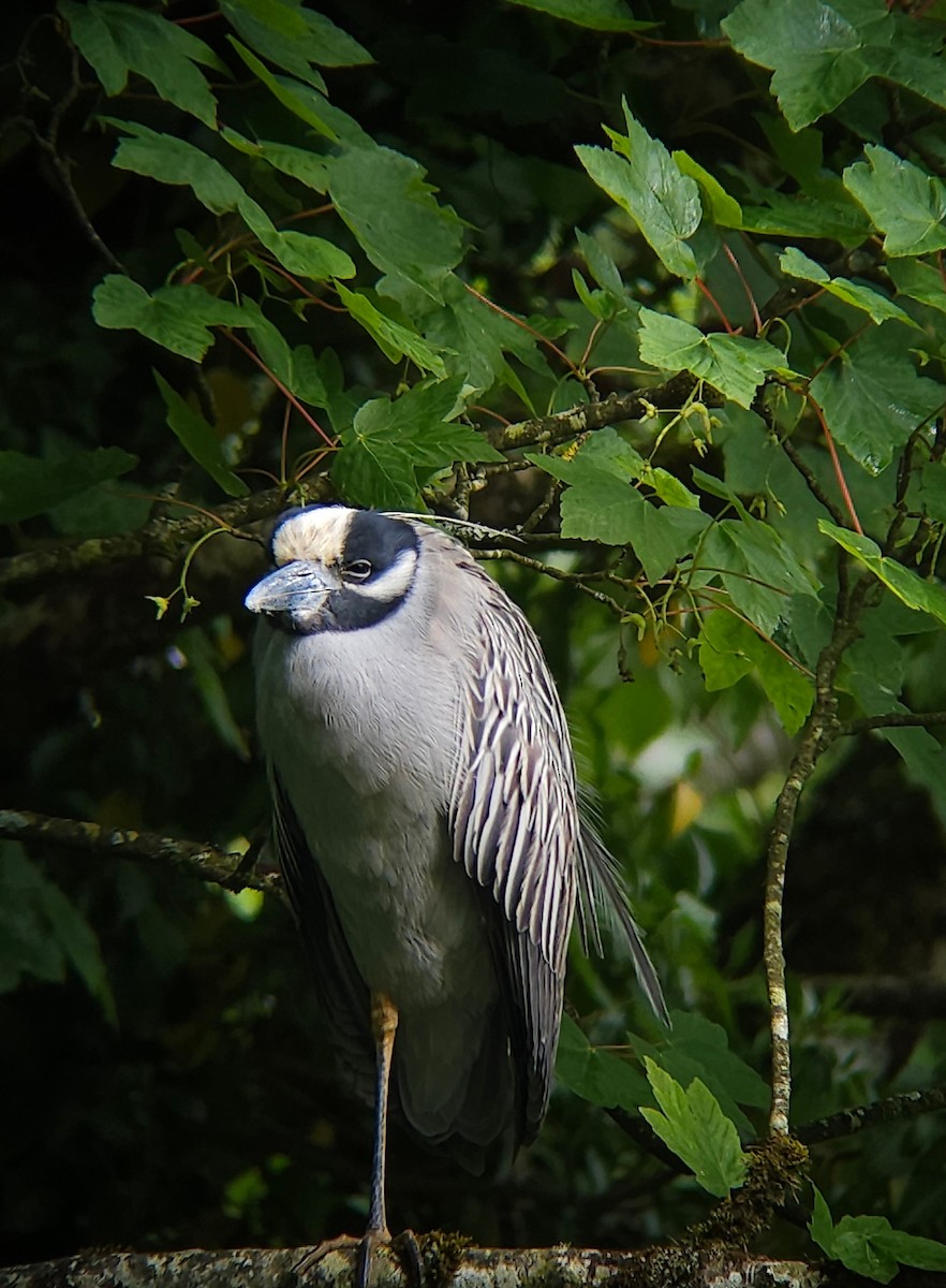 Yellow-crowned Night Heron - ML620022846