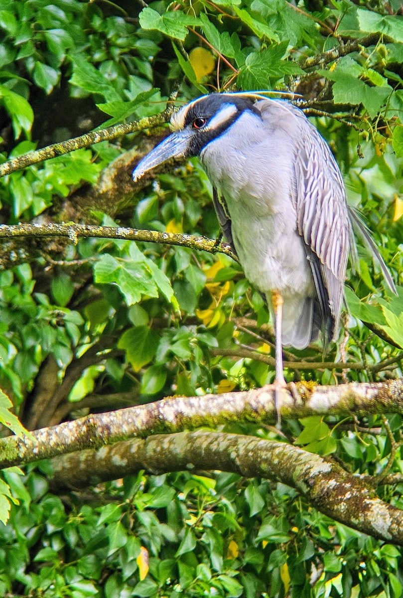 Yellow-crowned Night Heron - ML620022847