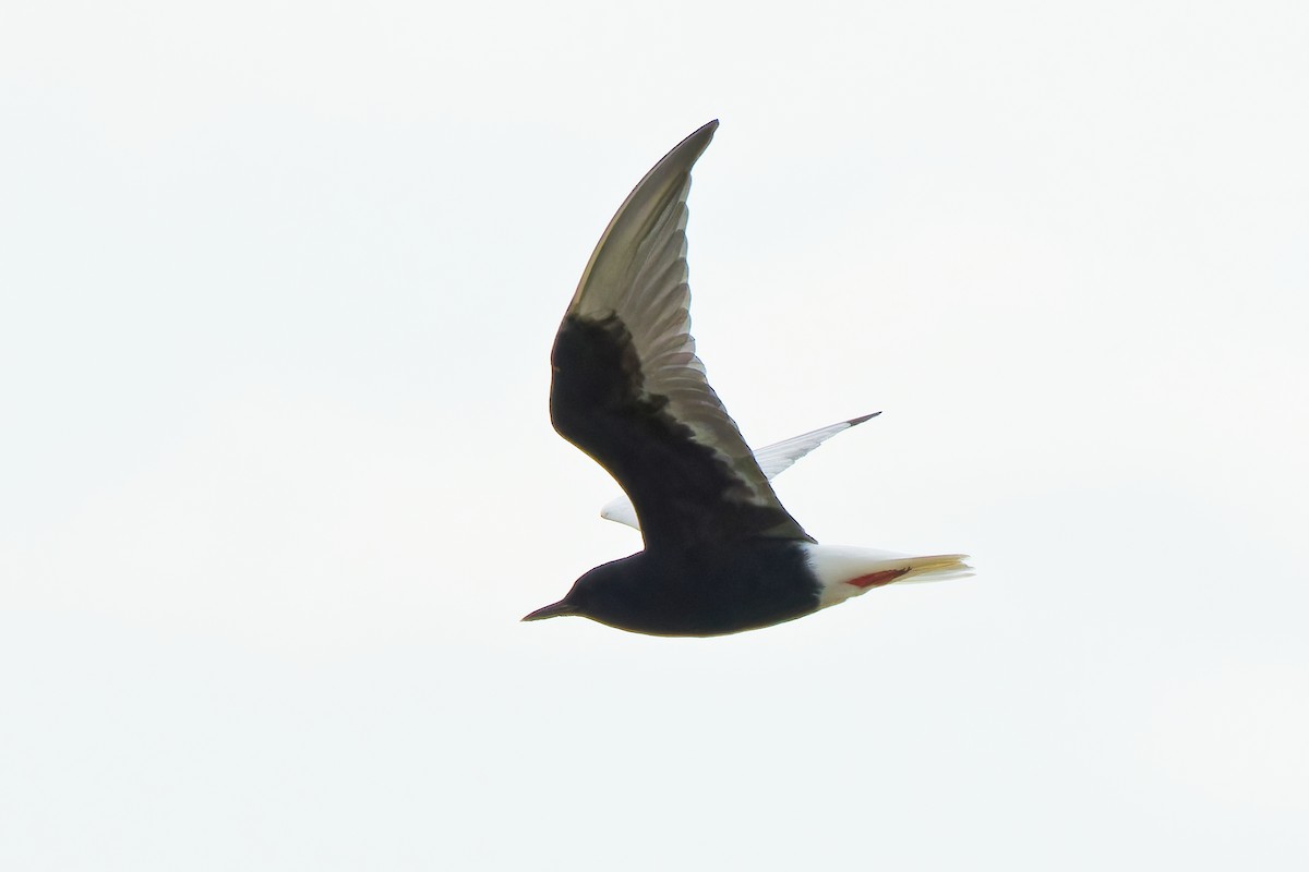 White-winged Tern - ML620022850