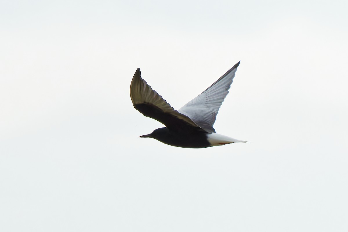 White-winged Tern - ML620022851